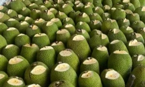 Giá mít Thái giảm mạnh xuống 4.000 đồng một kg