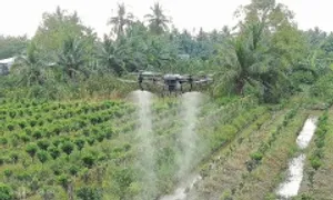 Vì sao cây trồng ngày càng phụ thuộc vào thuốc bảo vệ thực vật? Vì sao cây trồng ngày càng phụ thuộc vào thuốc bảo vệ thực vật?