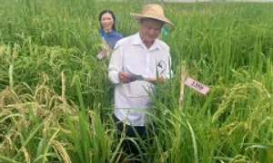 Kỹ sư gìn giữ 40 giống lúa mùa quý hiếm Kỹ sư gìn giữ 40 giống lúa mùa quý hiếm