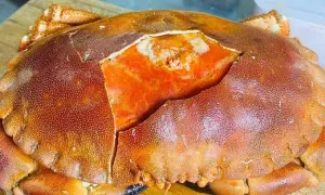 Cua 'siêu gạch' châu Âu về Việt Nam giá rẻ kỷ lục Cua 'siêu gạch' châu Âu về Việt Nam giá rẻ kỷ lục