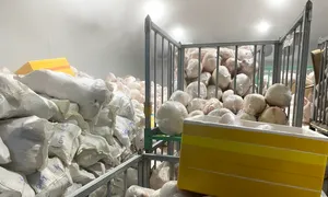 Tiêu hủy hơn 100 tấn heo sữa bốc mùi Tiêu hủy hơn 100 tấn heo sữa bốc mùi