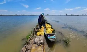 Hơn 56.000 ha lúa, cây ăn quả ở Miền Tây bị lũ đe dọa Hơn 56.000 ha lúa, cây ăn quả ở Miền Tây bị lũ đe dọa