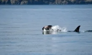 Cá voi sát thủ nguy cấp mang xác con non bên mình