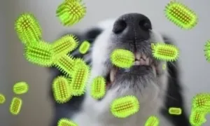 Virus dại phát tác bao lâu sau khi bị cắn?